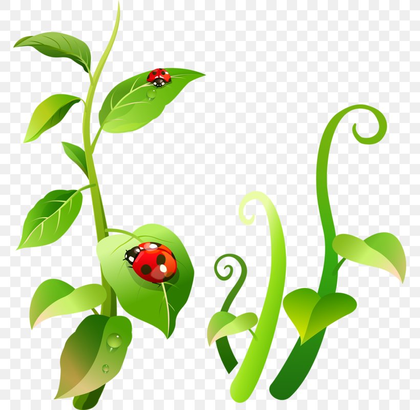 Ladybird Insect Clip Art, PNG, 767x800px, Ladybird, Amphibian, Animal, Branch, Diagram Download Free