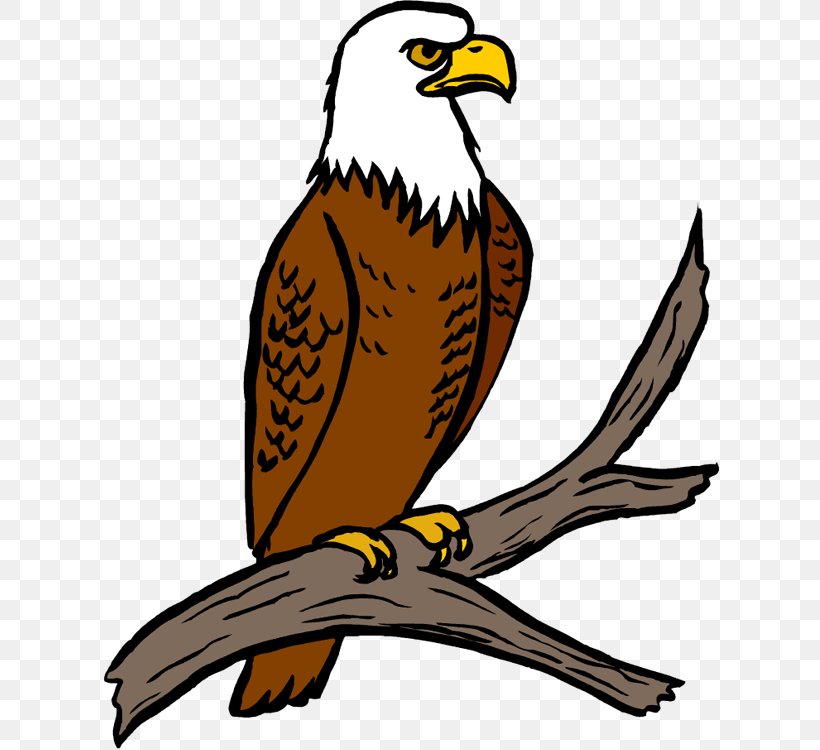 Bald Eagle Free Content Clip Art, PNG, 620x750px, Bald Eagle, Accipitriformes, African Fish Eagle, Artwork, Beak Download Free