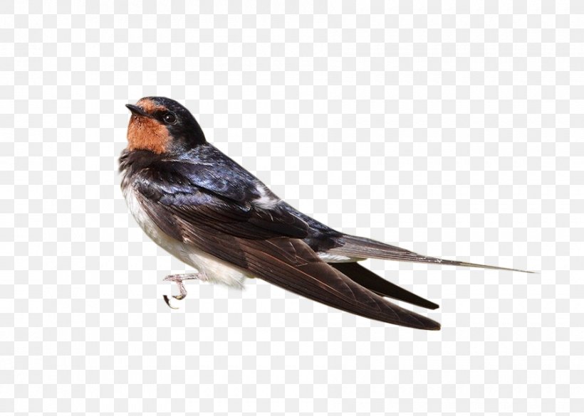 Bird Sparrow, PNG, 900x643px, Bird, American Sparrows, Beak, Drawing, Emberizidae Download Free