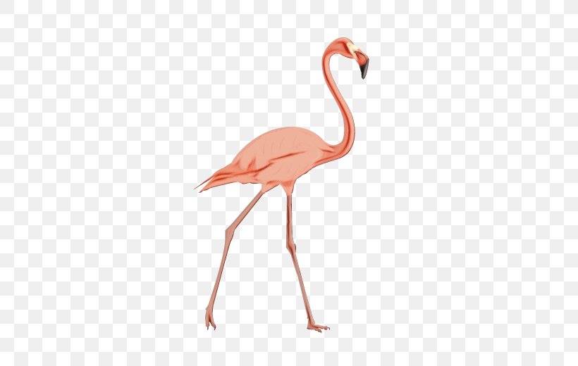 Flamingo, PNG, 600x520px, Watercolor, Beak, Bird, Cranelike Bird, Flamingo Download Free