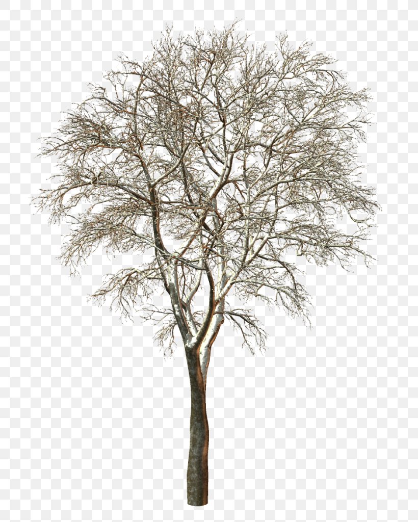 Tree Clip Art, PNG, 746x1024px, Tree, Black And White, Branch, Conifers, Leaf Download Free