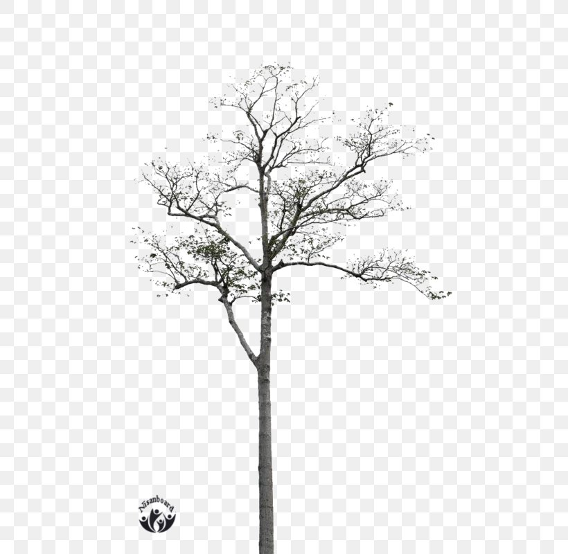 Twig Black And White Tree, PNG, 533x800px, Twig, Advertising, Black, Black And White, Branch Download Free