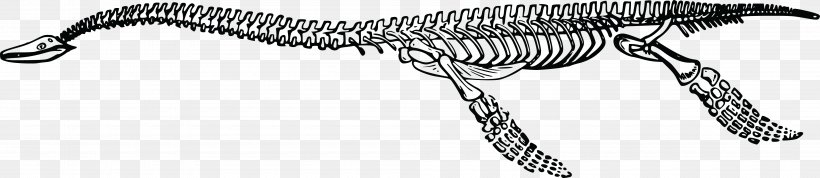 Tyrannosaurus Plesiosauria Dinosaur Plesiosaurus Skeleton, PNG, 4000x870px, Tyrannosaurus, Black And White, Bone, Carnivoran, Dinosaur Download Free
