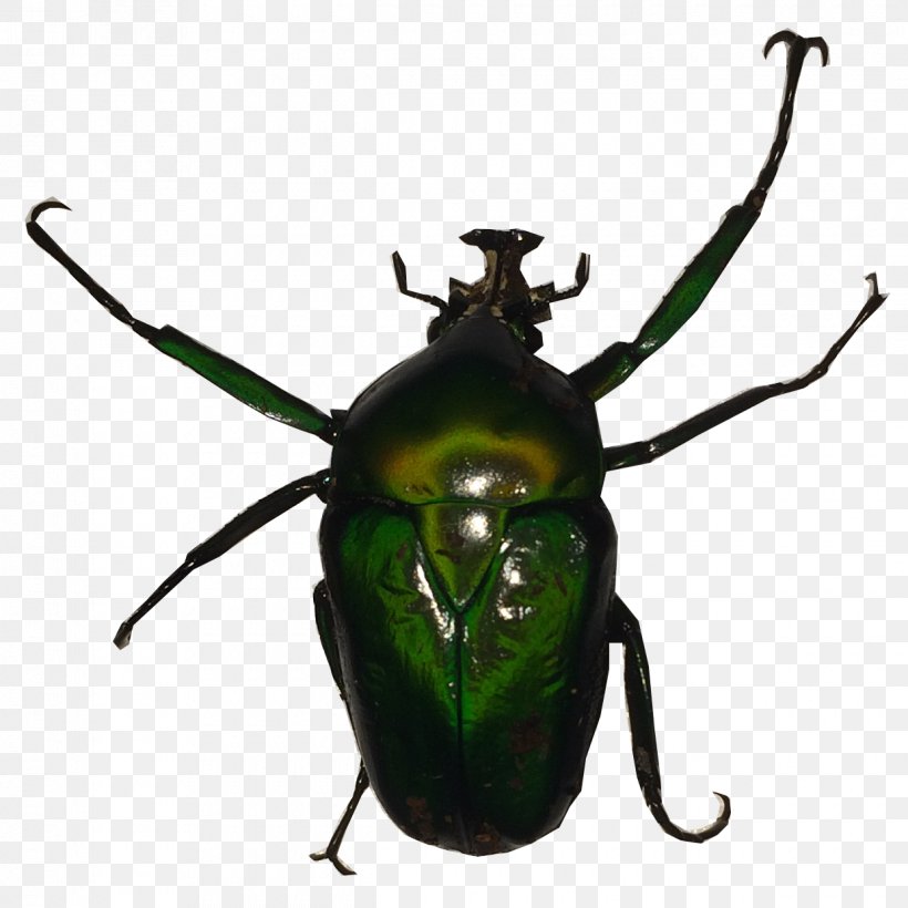 Dung Beetle Dicronorhina Derbyana Weevil Käferzucht Dresden, PNG, 1240x1240px, Beetle, Adult, Arthropod, Dresden, Dung Beetle Download Free