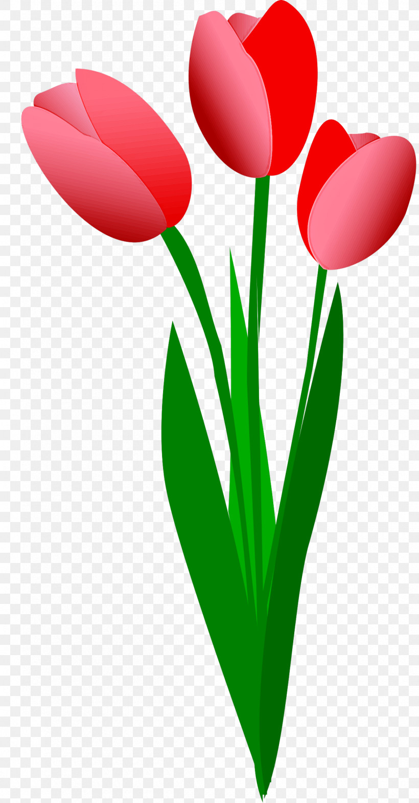 Tulip Red Petal Flower Plant, PNG, 1200x2297px, Tulip, Cut Flowers, Flower, Pedicel, Petal Download Free