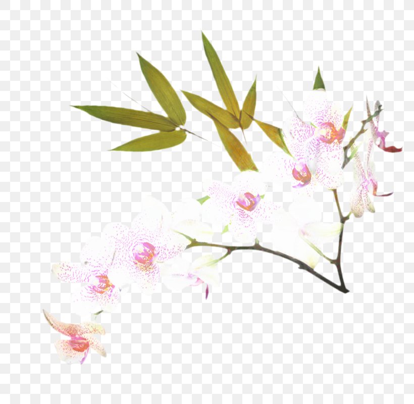 Cherry Blossom Cartoon, PNG, 800x800px, Blossom, Branch, Cherries, Cherry Blossom, Computer Download Free