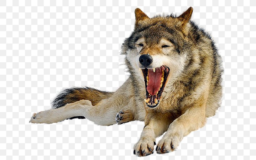 Iberian Wolf Lossless Compression, PNG, 650x514px, Iberian Wolf, Animal, Canis Lupus Tundrarum, Carnivoran, Czechoslovakian Wolfdog Download Free