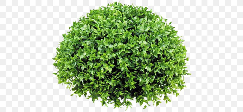 Ilex Crenata Shrub Common Holly Tree Plant, PNG, 477x378px, Ilex Crenata, Berry, Common Holly, Evergreen, Fern Download Free