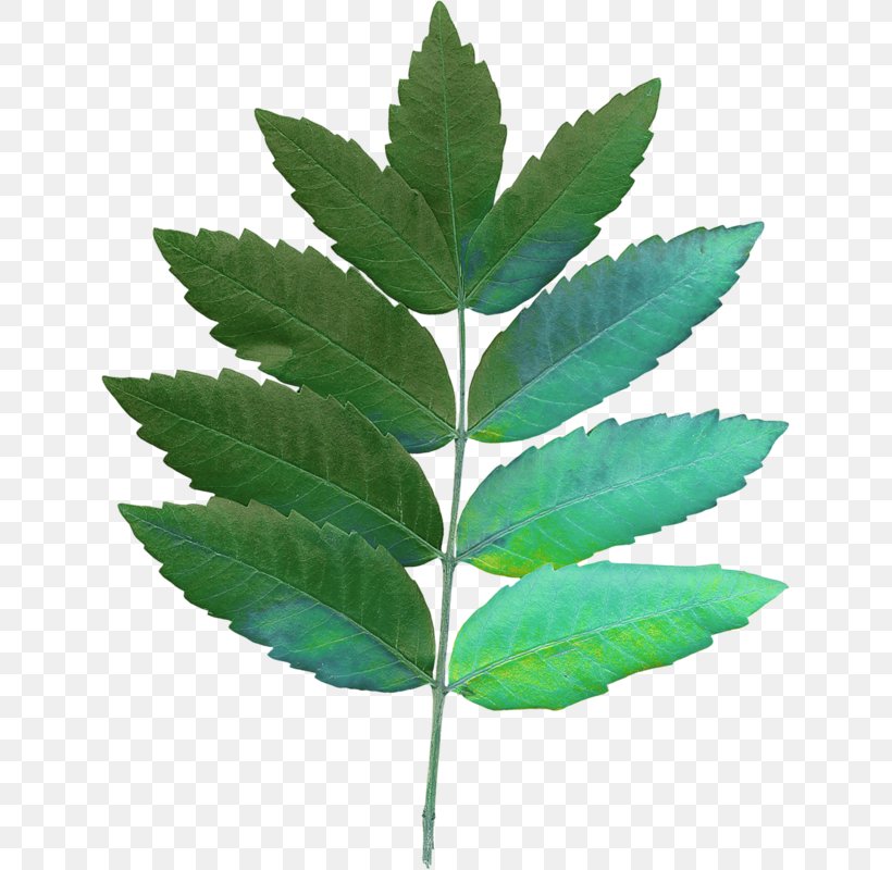 Leaf Hemp Plant Stem, PNG, 633x800px, Leaf, Hemp, Plant, Plant Stem, Tree Download Free