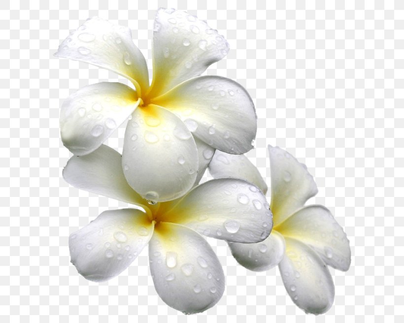 Flower PhotoScape Clip Art, PNG, 650x656px, Flower, Drawing, Flowering Plant, Frangipani, Information Download Free
