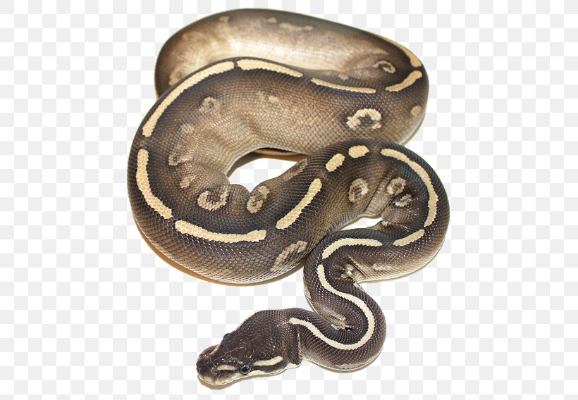 Boa Constrictor Snake Ball Python Piebald Pet, PNG, 473x568px, Boa Constrictor, Animal Breeding, Ball Python, Boas, Breed Download Free