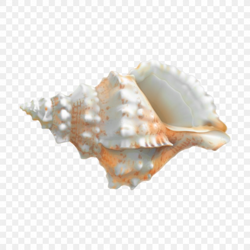 Clam Clip Art Transparency Oyster, PNG, 1800x1800px, Clam, Bivalve, Cockle, Conch, Fashion Accessory Download Free