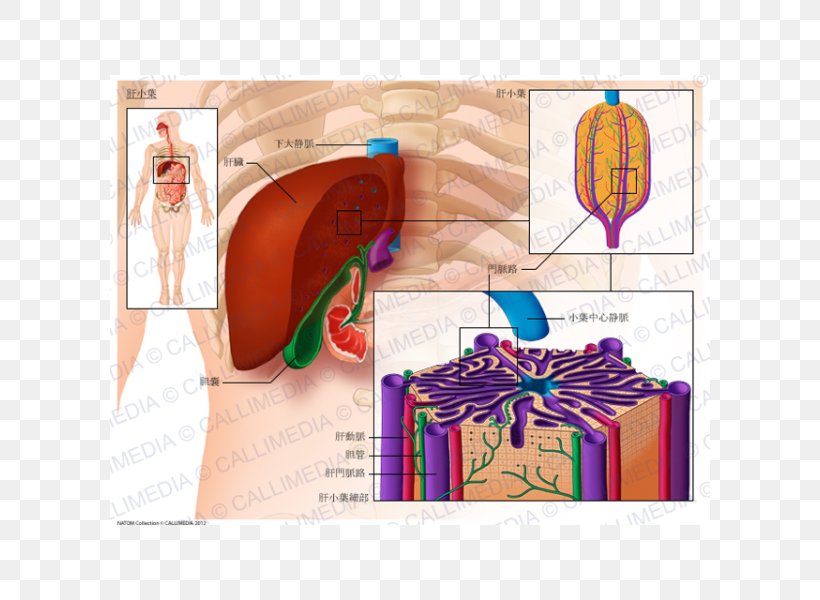 Lobe Lobules Of Liver Anatomy Hepatic Veins, PNG, 600x600px, Watercolor, Cartoon, Flower, Frame, Heart Download Free