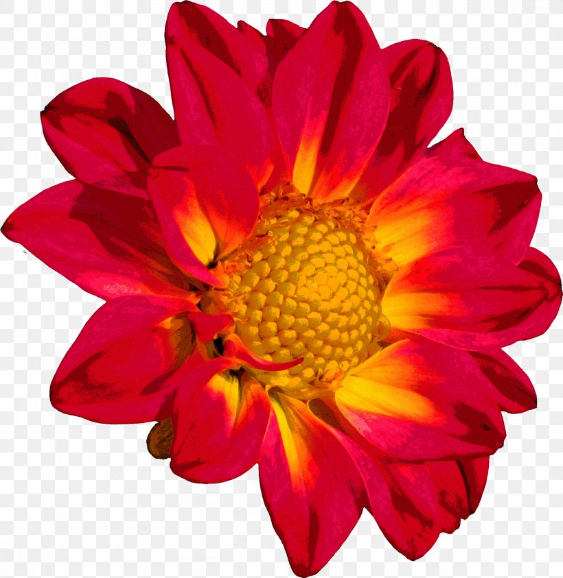 Flower Chrysanthemum Color Clip Art, PNG, 2360x2427px, Flower, Annual Plant, Blanket Flowers, Burgundy, Chrysanthemum Download Free