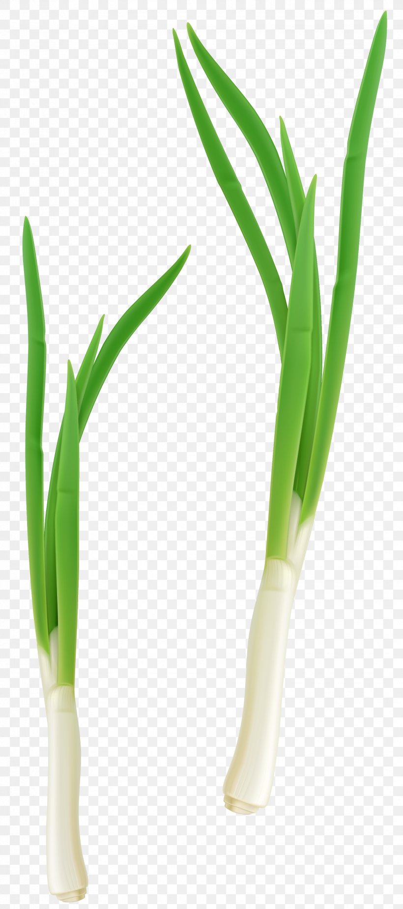 French Onion Soup Shallot Scallion Vegetable Allium Fistulosum, PNG, 1831x4131px, French Onion Soup, Allium Fistulosum, Broccoli, Commodity, Flowerpot Download Free