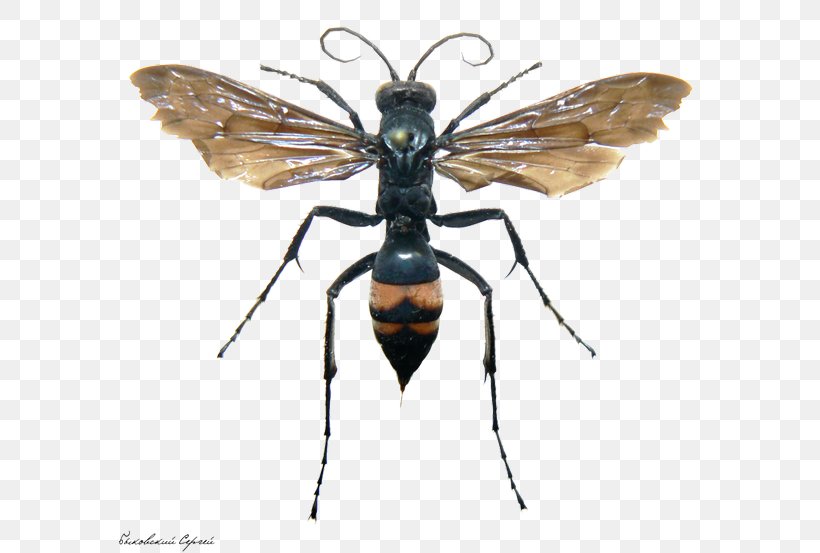 Hornet Bee Fly Wasp Sceliphron Curvatum, PNG, 600x553px, Hornet, Arthropod, Bee, Fly, Honey Bee Download Free