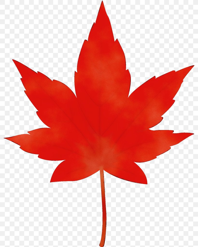Maple Leaf, PNG, 792x1026px, Watercolor, Leaf, Maple, Maple Leaf, Paint Download Free
