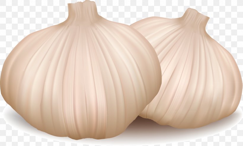 Onion, PNG, 2146x1294px, Onion, Decorative Arts, Designer, Garlic, Illustrator Download Free