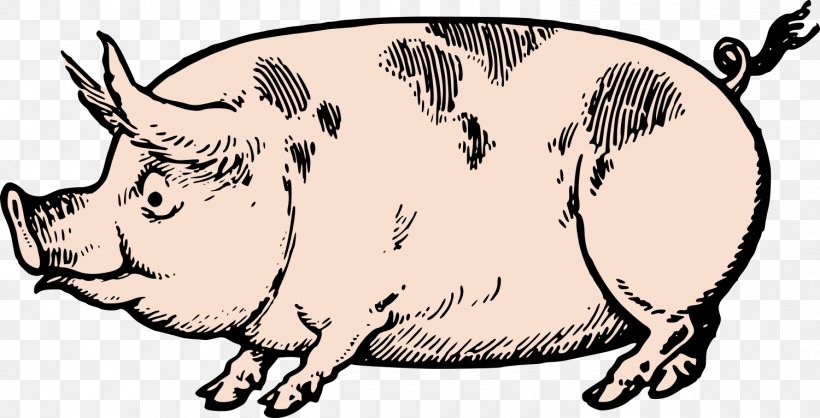 Pig Drawing Clip Art, PNG, 1500x766px, Pig, Art, Artwork, Black And White, Carnivoran Download Free