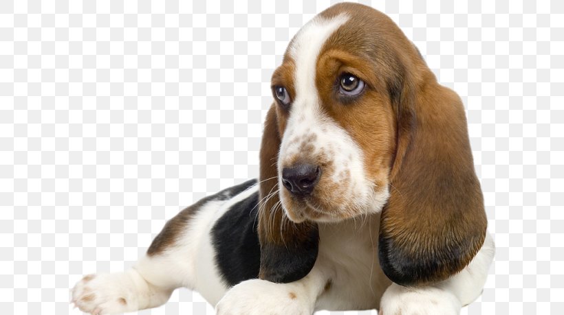 Basset Hound Puppy Beagle Schweizer Laufhund Pet Sitting, PNG, 625x459px, Basset Hound, Beagle, Catahoula Cur, Companion Dog, Dog Download Free