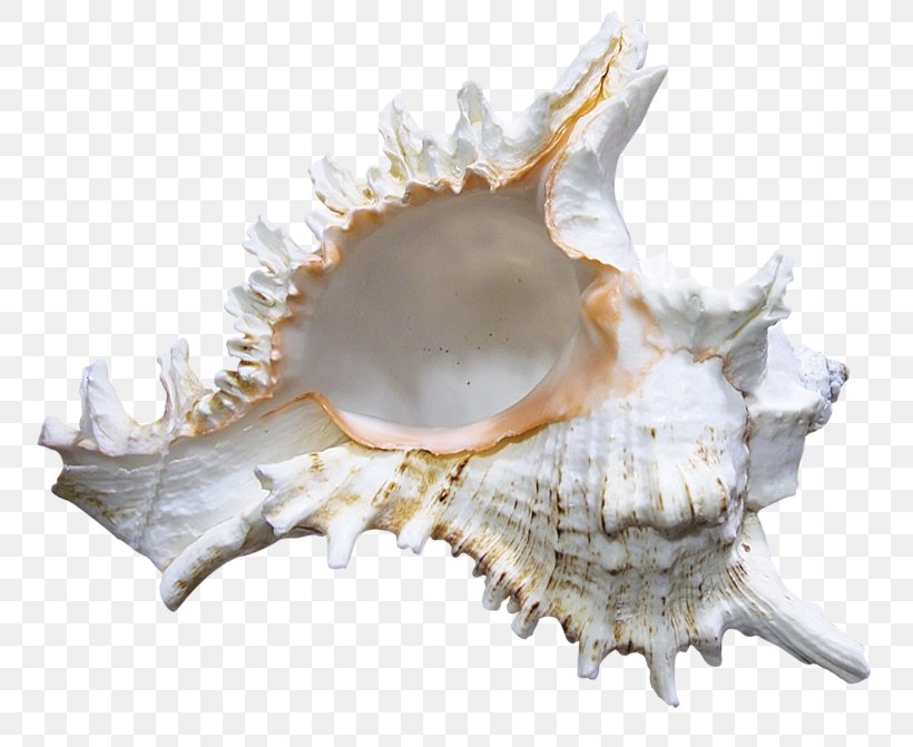 Cockle Seashell Clip Art, PNG, 800x671px, Cockle, Clams Oysters Mussels And Scallops, Conch, Conchology, Digital Image Download Free