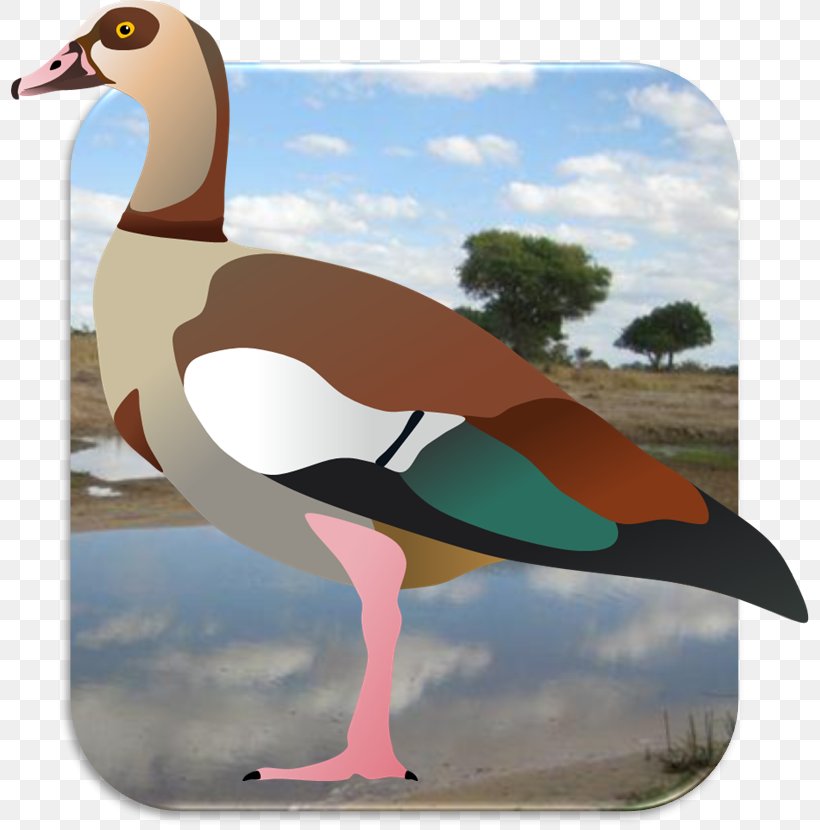 Seabird Africa Fauna, PNG, 798x830px, Seabird, Africa, Beak, Bird, Duck Download Free