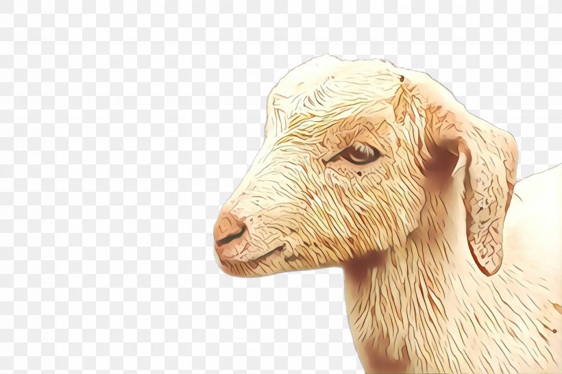 Sheep GOAT Snout, PNG, 2448x1632px, Cartoon, Goat, Goats, Livestock, Sheep Download Free