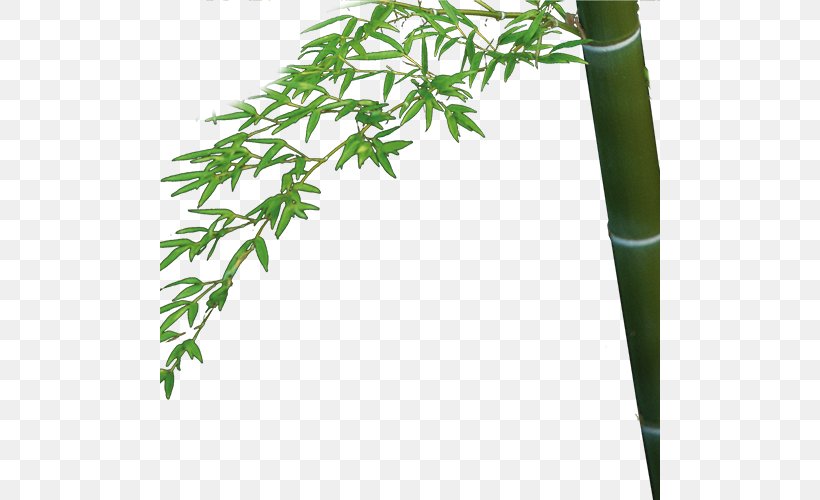 Bamboo Bamboe Bambusa Oldhamii Download, PNG, 500x500px, Bamboo, Bamboe, Bambusa Oldhamii, Designer, Flowerpot Download Free