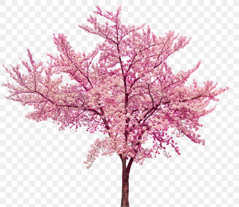 Cherry Blossom Cerasus, PNG, 1500x1300px, Cherry Blossom, Blossom, Branch, Cerasus, Cherry Download Free