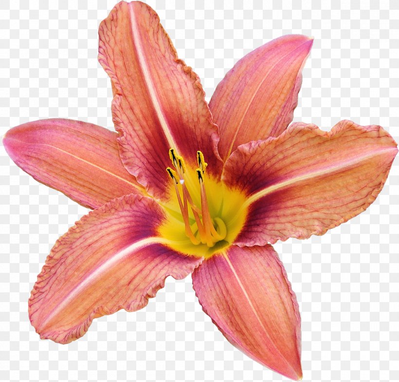 Amaryllis Cut Flowers Petal, PNG, 1200x1148px, Amaryllis, Cut Flowers, Daylily, Flower, Flowering Plant Download Free