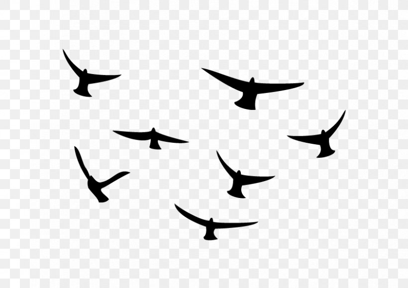 Beak Bird Migration Line Clip Art, PNG, 842x595px, Beak, Animal Migration, Bird, Bird Migration, Black And White Download Free
