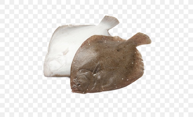 Brill Turbot Stock Photography Fish, PNG, 500x500px, Brill, Alamy, Common Sole, Fish, Flatfish Download Free