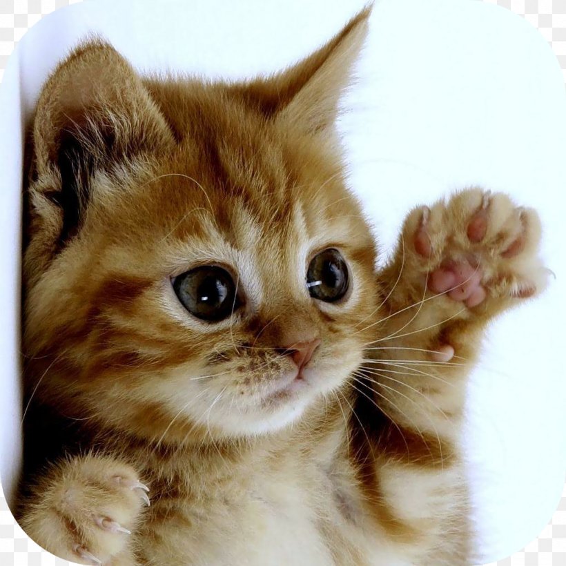 Burmilla Kitten Games Puppy Cuteness, PNG, 1024x1024px, Burmilla, American Wirehair, Animal, Black Cat, Carnivoran Download Free