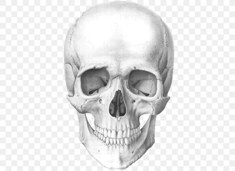 Human Skull Human Anatomy Human Skeleton, PNG, 464x597px, Skull, Anatomy, Black And White, Bone, Brain Download Free