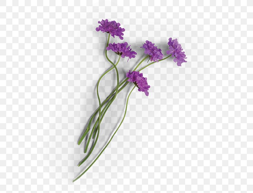 Lavender Cut Flowers Plant Sioux Honey Association Cooperative, PNG, 590x627px, Lavender, Cut Flowers, Flora, Flower, Flowering Plant Download Free