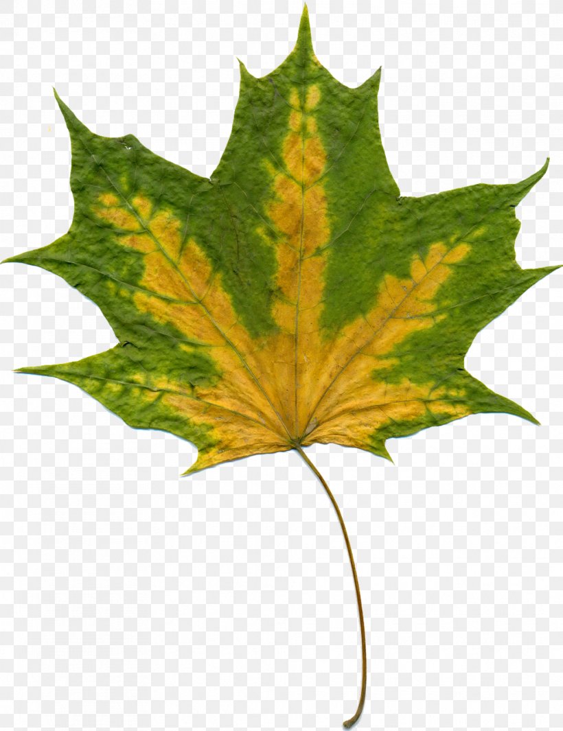 Maple Leaf Autumn Leaf Color Tree, PNG, 985x1280px, Maple Leaf, Autumn, Autumn Leaf Color, Birch, Green Download Free
