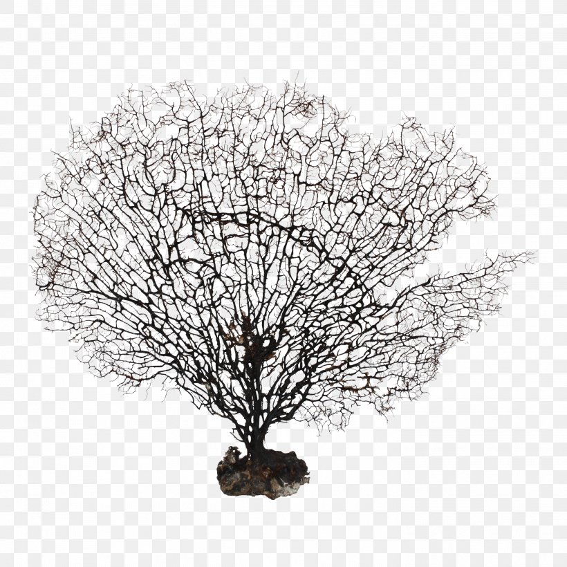 White, PNG, 2938x2938px, White, Black And White, Branch, Plant, Tree Download Free