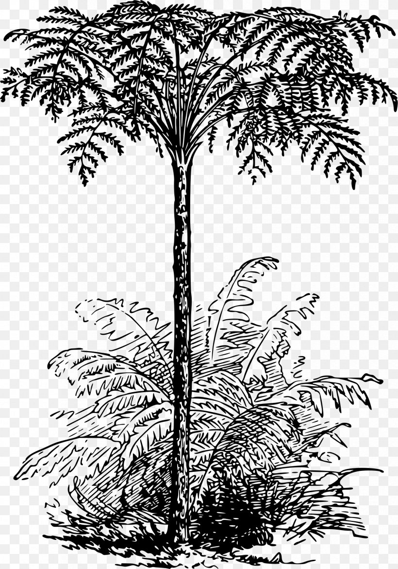 Dicksonia Antarctica Tree Ferns Plant Tree Ferns, PNG, 1680x2400px, Dicksonia Antarctica, Arecaceae, Arecales, Black And White, Borassus Flabellifer Download Free