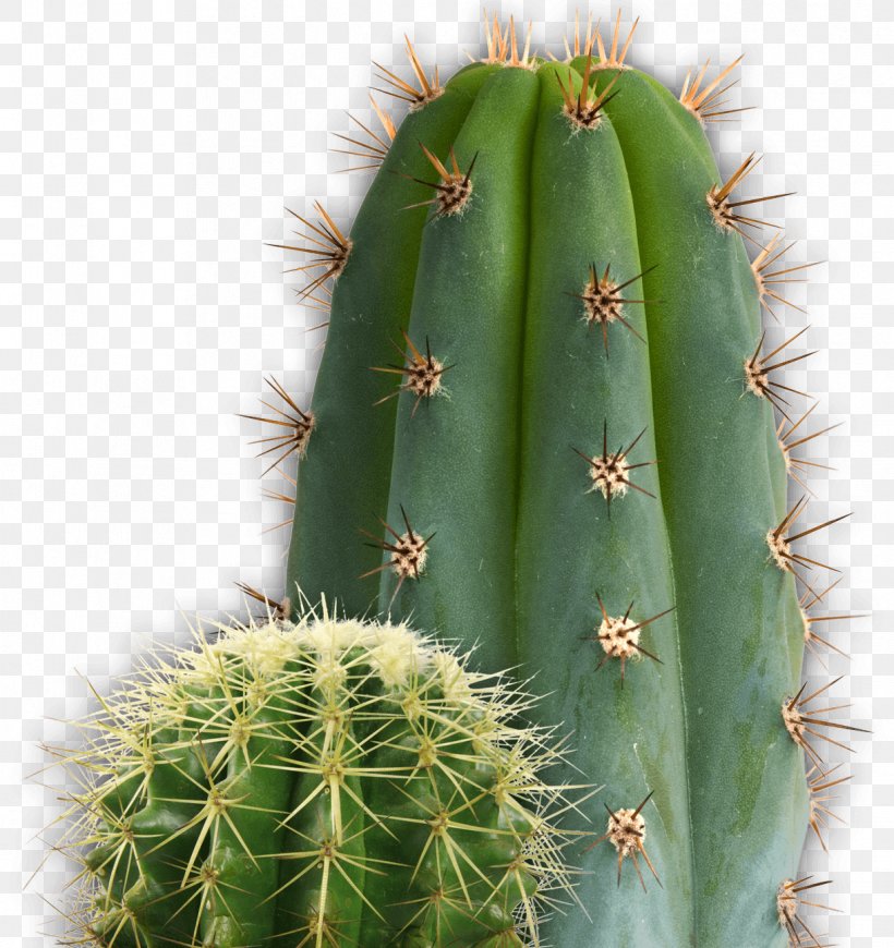 Resident Evil 7: Not A Hero Cactaceae, PNG, 1221x1296px, Cactaceae, Acanthocereus Tetragonus, Barbary Fig, Cactus, Caryophyllales Download Free