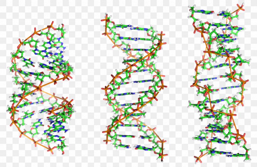 Nucleic Acid Double Helix Z-DNA A-DNA Biology, PNG, 1024x667px, Nucleic Acid Double Helix, Adna, Area, Biology, Chromatin Download Free