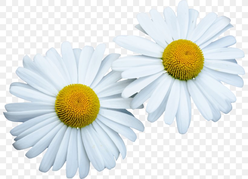 Common Daisy Flower Clip Art, PNG, 800x592px, Common Daisy, Aster, Chamaemelum Nobile, Chamomile, Chrysanths Download Free