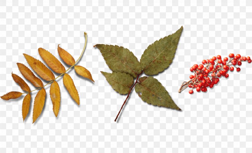 Leaf Autumn Icon, PNG, 2170x1317px, Leaf, Autumn, Branch, Deciduous, Fruit Download Free