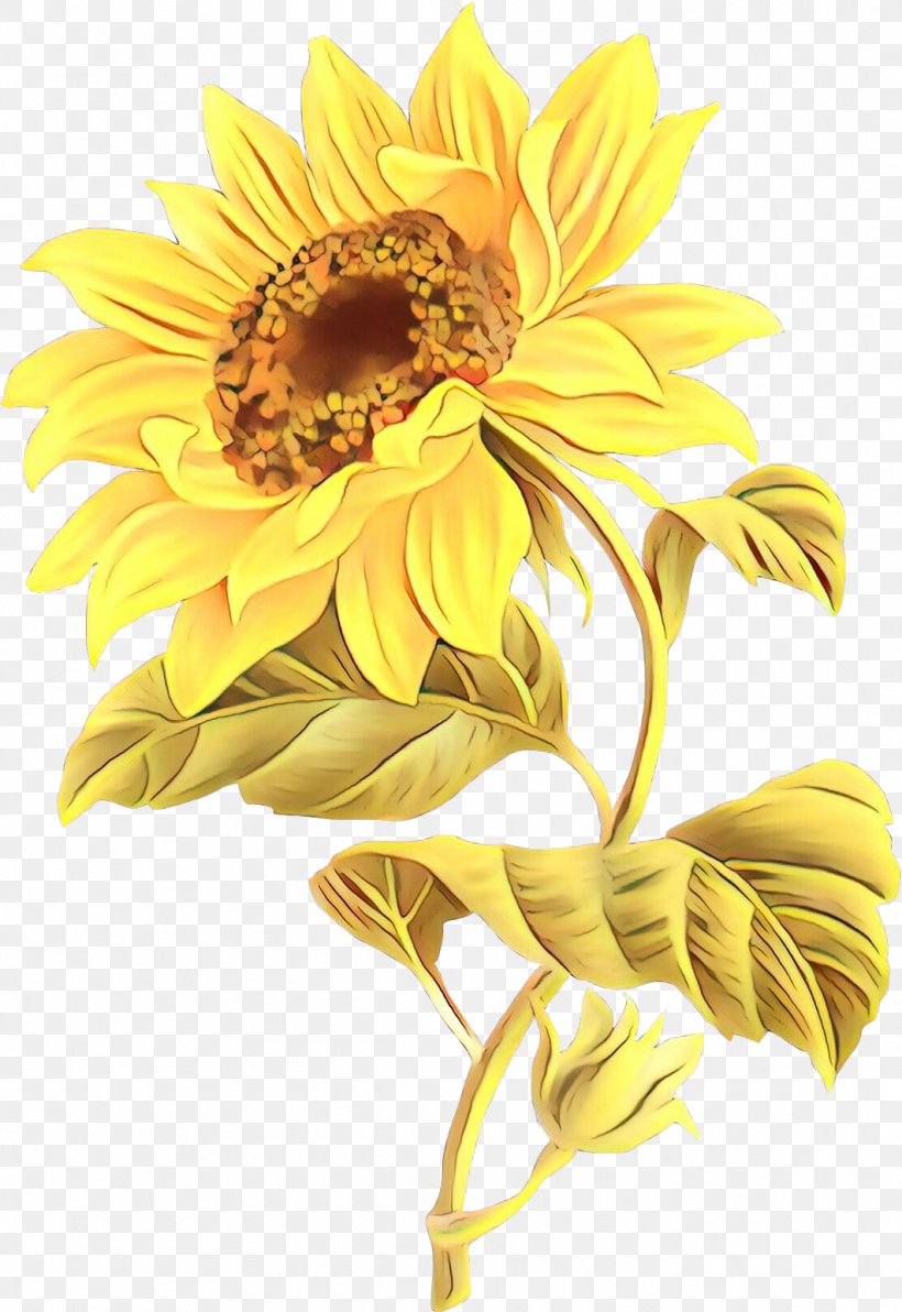 Flowers Background, PNG, 1062x1544px, Common Sunflower, Asterales, Chrysanthemum, Cut Flowers, Daisy Family Download Free