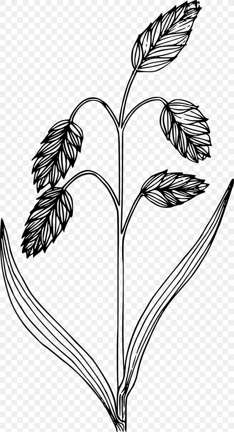 Drawing, PNG, 1301x2400px, Drawing, Black And White, Branch, Bromus Briziformis, Commodity Download Free