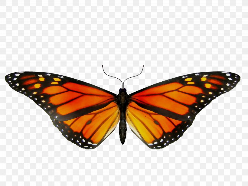 Monarch Butterfly GIF Clip Art Insect, PNG, 3936x2952px, Butterfly, Arthropod, Brushfooted Butterfly, Glasswing Butterfly, Insect Download Free