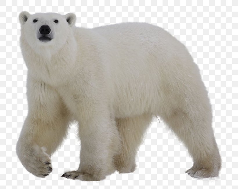 Polar Bear Clip Art, PNG, 784x652px, Polar Bear, Animal Figure, Bear, Carnivoran, Cuteness Download Free