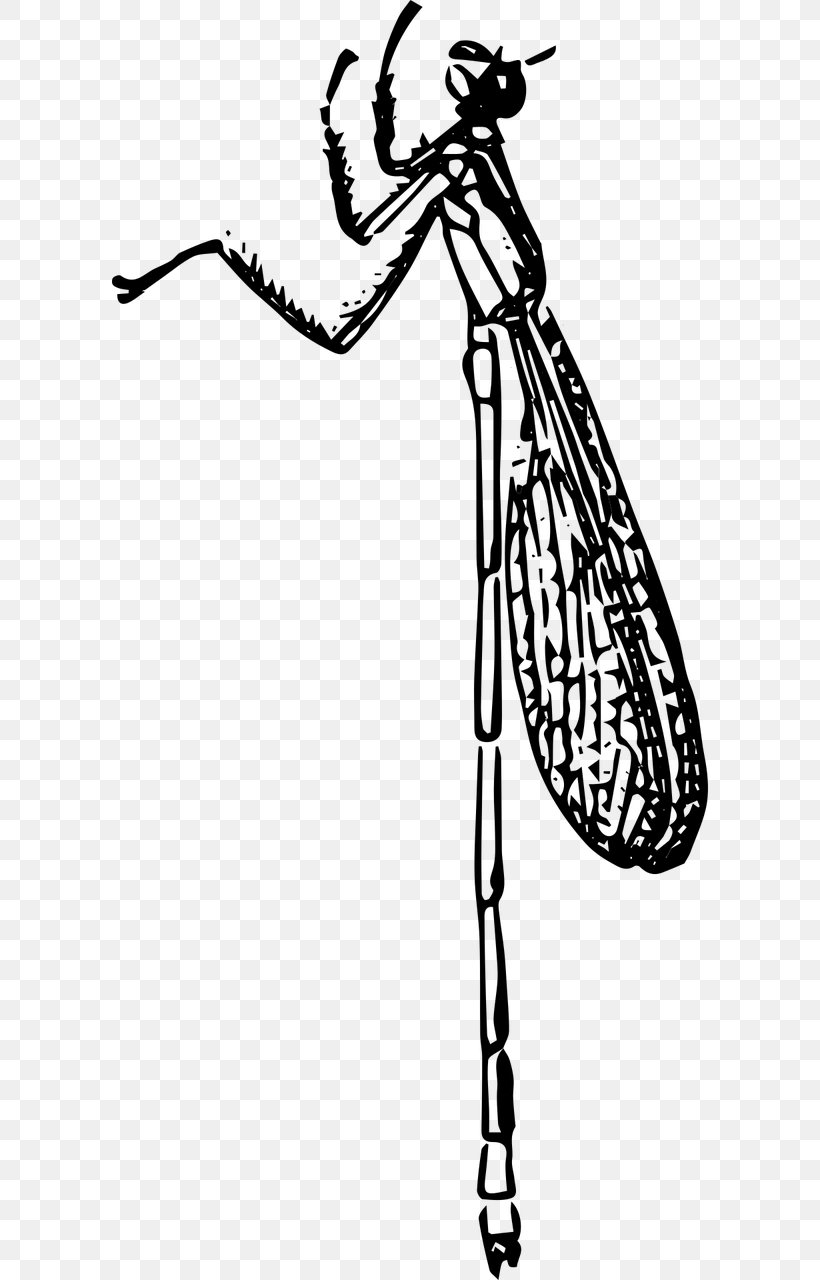 Beetle Damselflies Insect Wing Nymph Clip Art, PNG, 640x1280px, Beetle, Art, Arthropod, Black And White, Damselflies Download Free