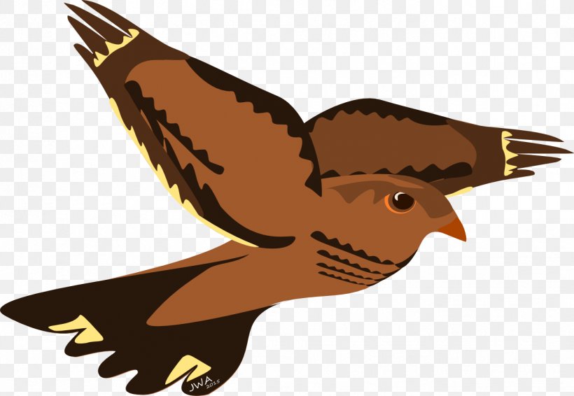 Hawk Bird Eagle Reptile Falcon, PNG, 1351x934px, 2017, Hawk, August, Beak, Bird Download Free