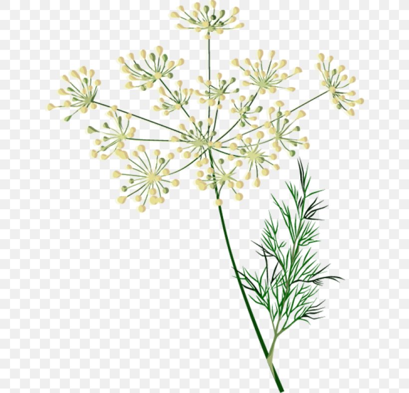 Herb Cow Parsley Watercolor Painting Dill Spice, PNG, 640x789px, Herb, Anthriscus, Basil, Branch, Caraway Download Free