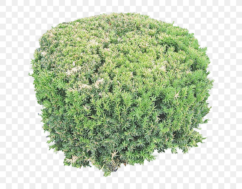Plant Grass Green Shrub Tree, PNG, 640x640px, Plant, Flower, Grass, Green, Groundcover Download Free